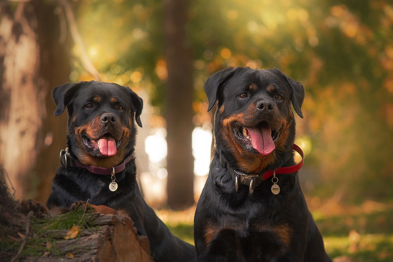 Understanding the Characteristics of the Rottweiler